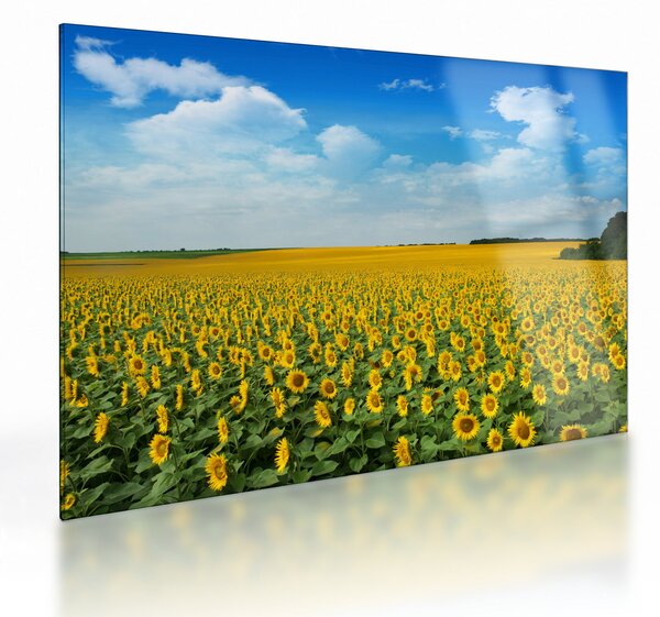 Tablou pe sticlă - câmp cu floarea soarelui (70x50 cm)