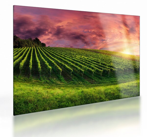 Tablou pe sticlă cu vie cu cerul color (70x50 cm)