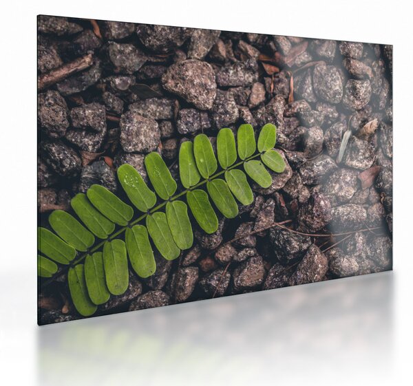 Tablou pe sticlă cu planta verde (70x50 cm)