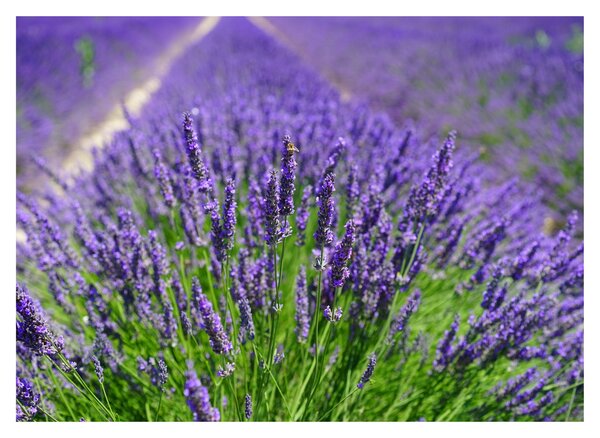 Tablou pe sticlă - lavanda (70x50 cm)