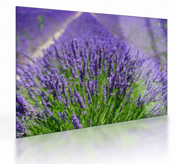 Tablou pe sticlă - lavanda (70x50 cm)