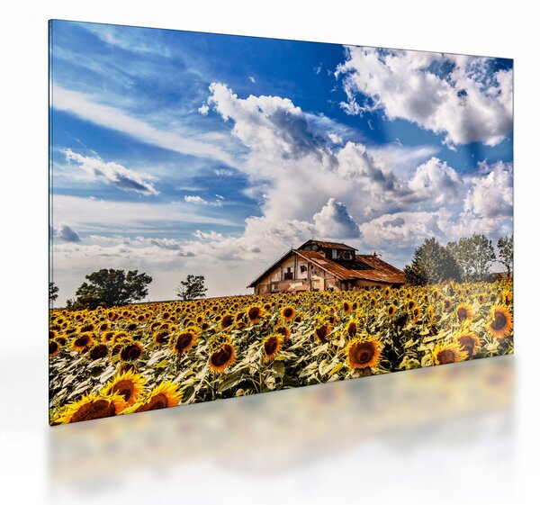 Tablou pe sticlă cu câmp de floarea soarelui (70x50 cm)