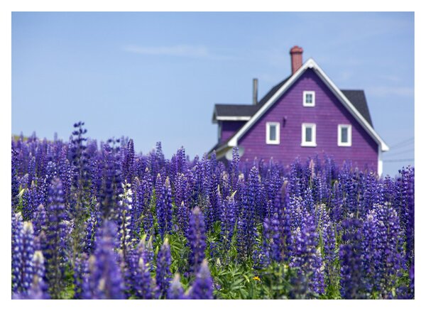 Tablou pe sticlă cu câmp de lavanda (70x50 cm)