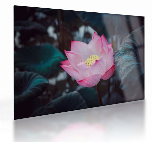 Tablou pe sticlă cu floare roz (70x50 cm)