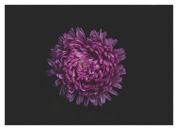 Tablou pe sticlă cu floare violetă (70x50 cm)