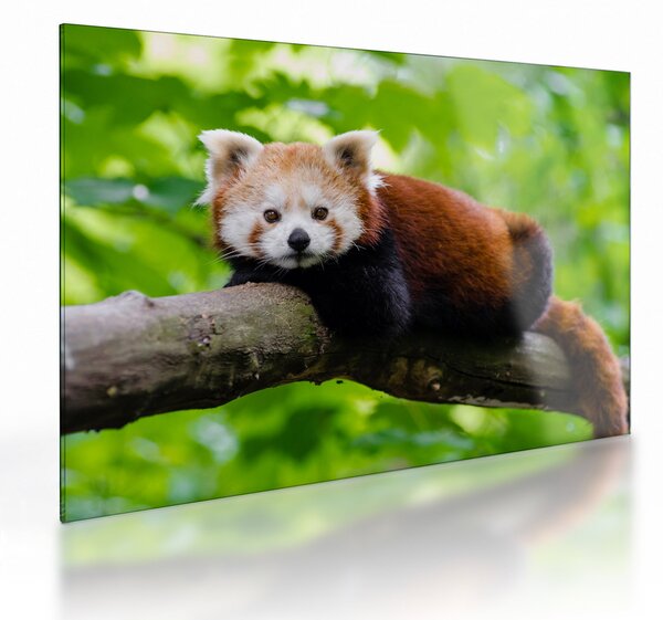 Tablou pe sticlă cu panda roșie (70x50 cm)
