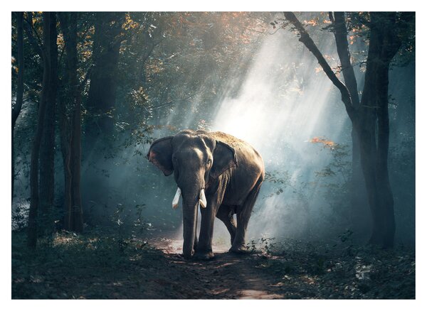 Tablou pe sticlă cu elefant în djunglă (70x50 cm)