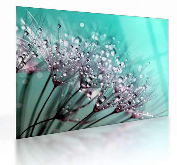 Tablou pe sticlă - planta cu rouă (70x50 cm)