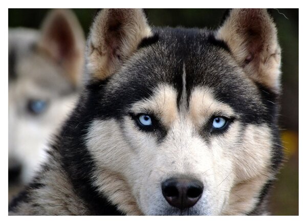 Tablou pe sticlă cu câinele husky (70x50 cm)