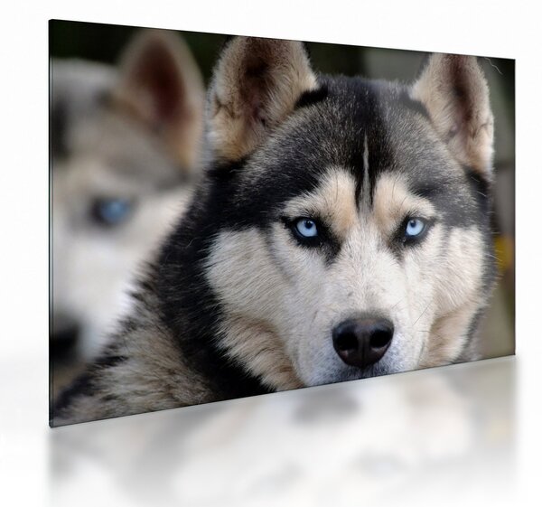 Tablou pe sticlă cu câinele husky (70x50 cm)
