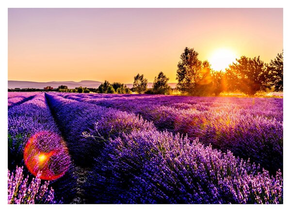 Tablou pe sticlă cu câmp de lavanda (70x50 cm)