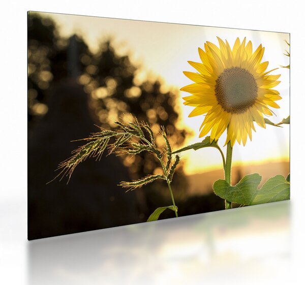 Tablou pe sticlă cu floarea soarelui (70x50 cm)