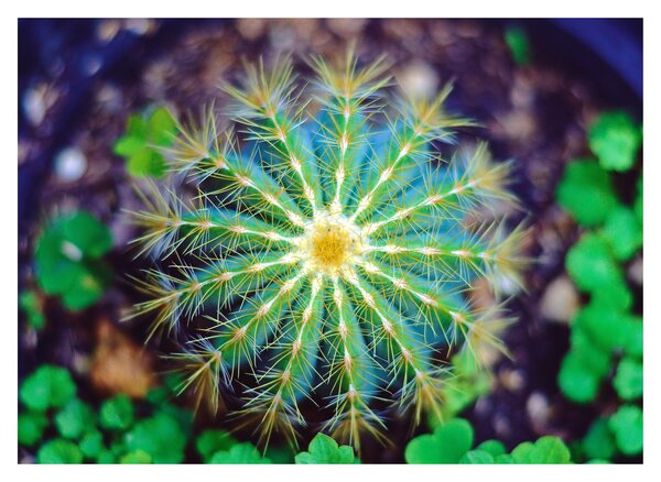 Tablou pe sticlă cu cactus (70x50 cm)