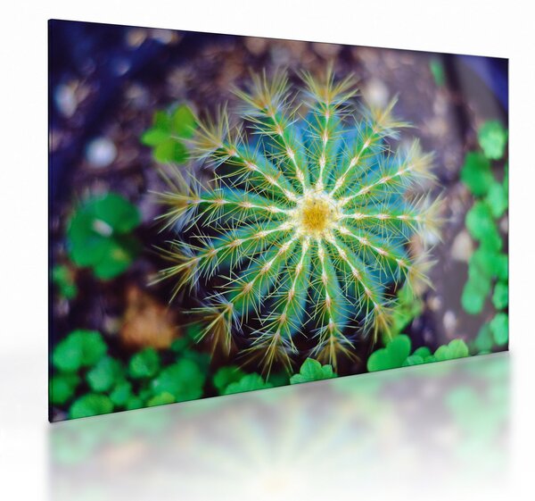 Tablou pe sticlă cu cactus (70x50 cm)