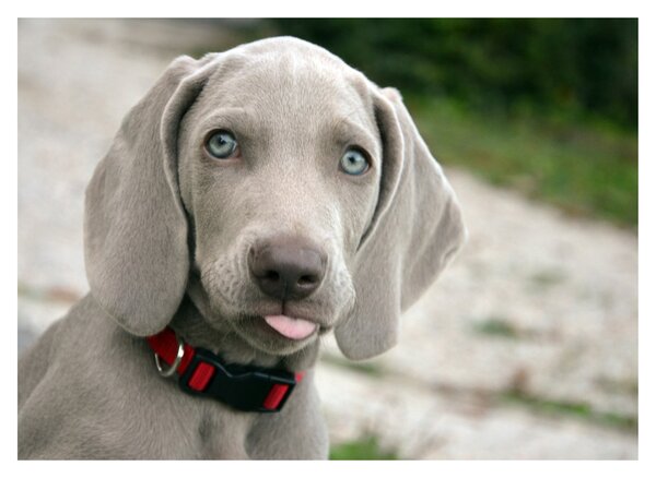Tablou pe sticlă - cățeluș weimaraner (70x50 cm)