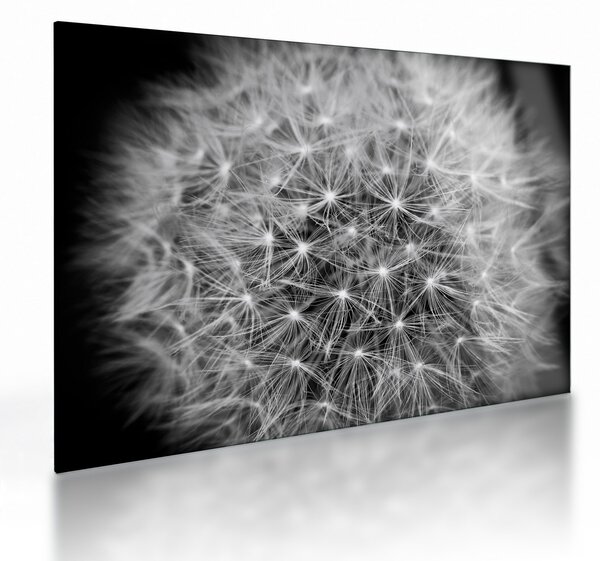 Tablou pe sticlă păpădie gri (70x50 cm)