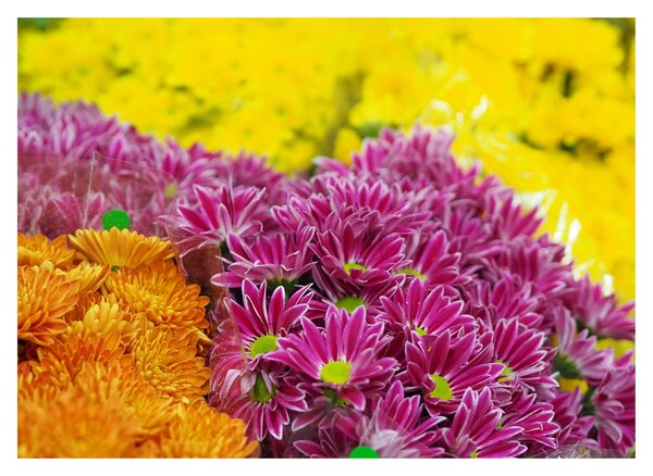 Tablou pe sticlă cu floarea roz (70x50 cm)