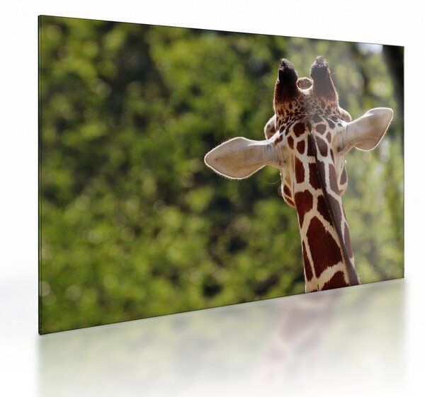 Tablou pe sticlă cu girafă din spate (70x50 cm)
