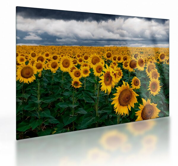 Tablou pe sticlă câmpului de floarea soarelui (70x50 cm)
