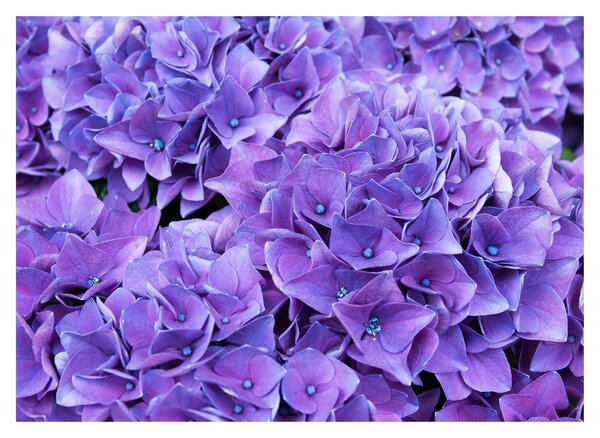 Tablou pe sticlă cu flori violete (70x50 cm)
