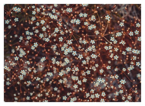 Tablou pe sticlă cu floare de nu mă uita (70x50 cm)