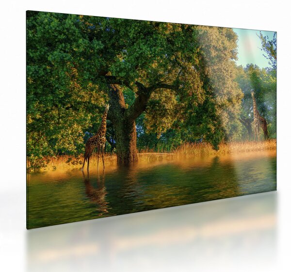 Tablou pe sticlă cu girafe în natură (70x50 cm)