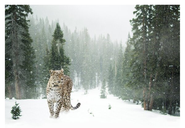 Tablou pe sticlă cu leopard în zăpadă (70x50 cm)