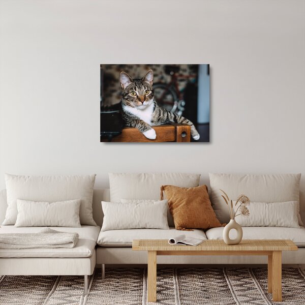 Tablou pe sticlă cu pisica (70x50 cm)