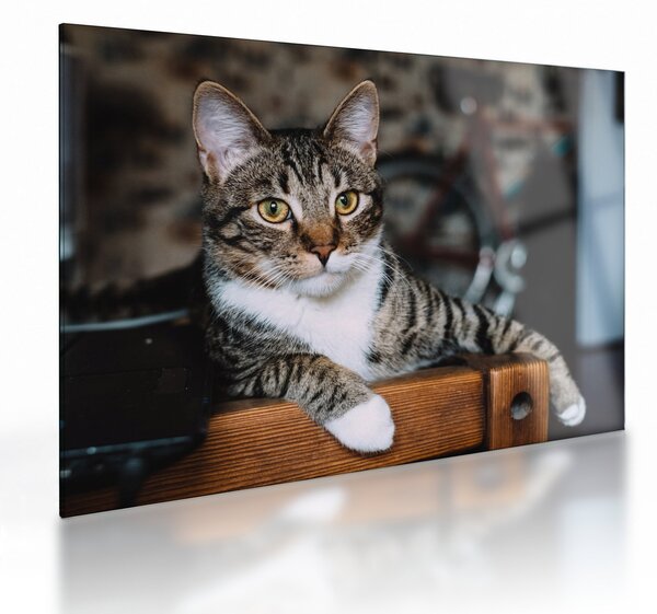 Tablou pe sticlă cu pisica (70x50 cm)