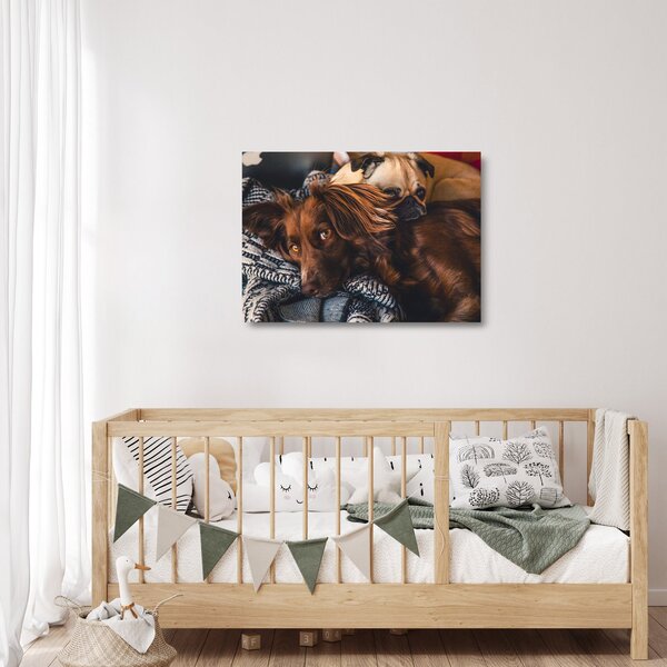 Tablou pe sticlă cu câini dormind (70x50 cm)