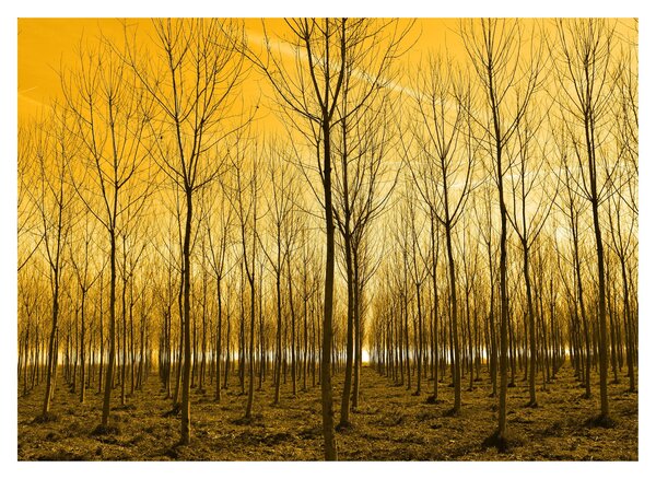 Tablou pe sticlă cu pădure în apus de soare (70x50 cm)