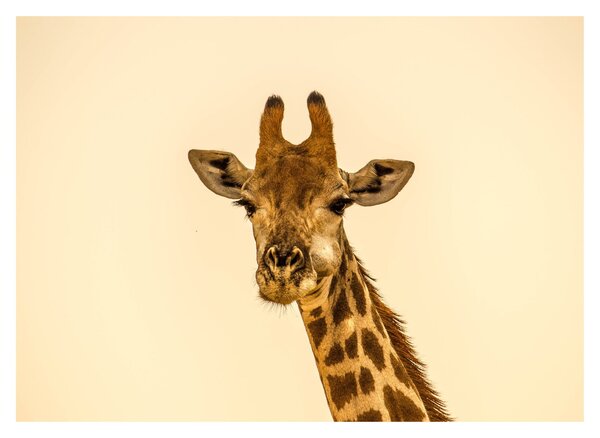 Tablou pe sticlă cu girafe (70x50 cm)