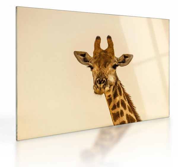 Tablou pe sticlă cu girafe (70x50 cm)