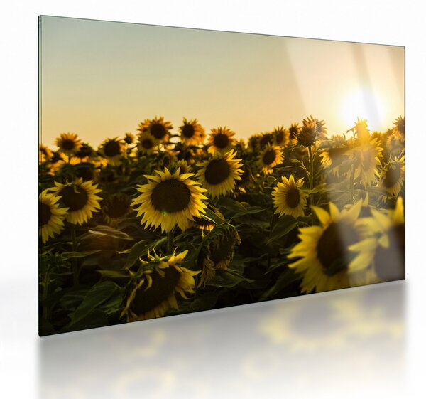 Tablou pe sticlă cu lan de floarea soarelui (70x50 cm)
