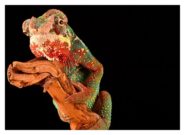 Tablou pe sticlă cu cameleon pe creangă (70x50 cm)