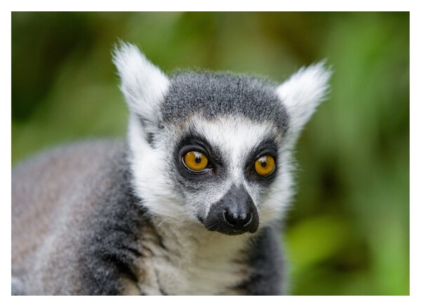 Tablou pe sticlă cu lemur (70x50 cm)