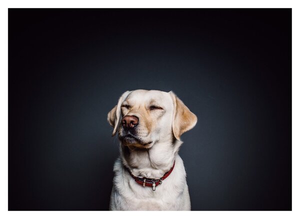 Tablou pe sticlă cu labrador (70x50 cm)