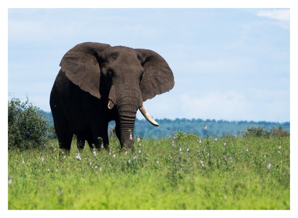 Tablou pe sticlă cu elefant (70x50 cm)