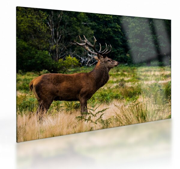 Tablou pe sticlă cu cerb (70x50 cm)