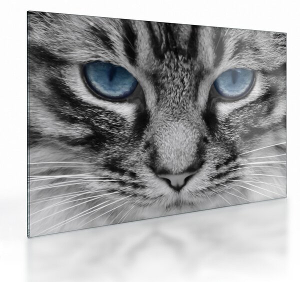 Tablou pe sticlă cu pisica (70x50 cm)
