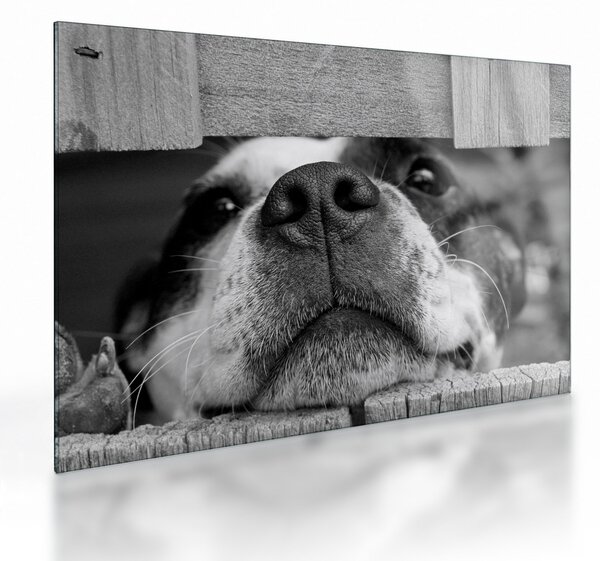 Tablou pe sticlă cu câine (70x50 cm)