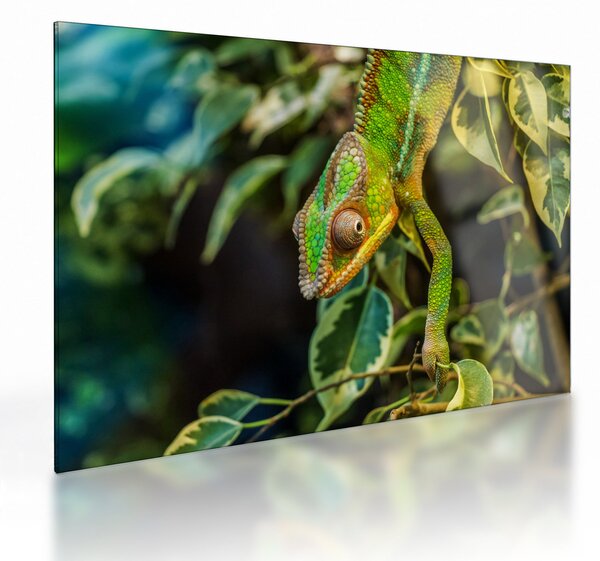 Tablou pe sticlă cu cameleon (70x50 cm)