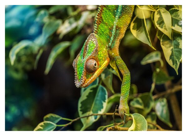 Tablou pe sticlă cu cameleon (70x50 cm)
