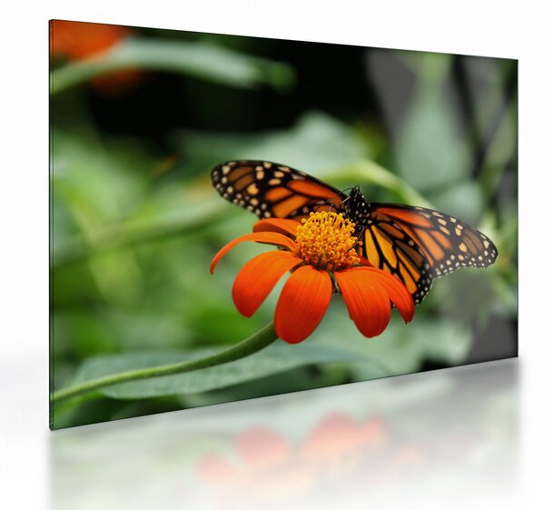 Tablou pe sticlă cu fluture pe floare (70x50 cm)