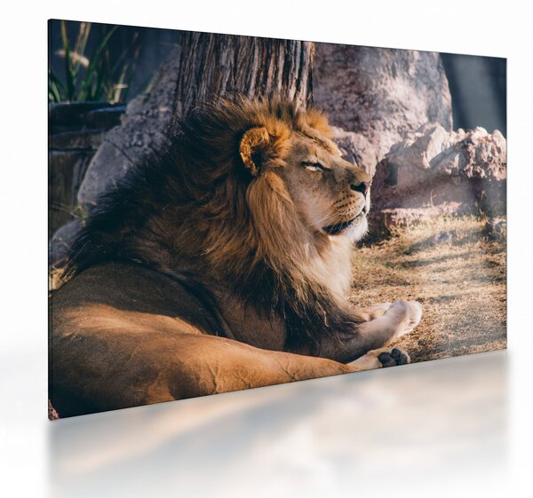 Tablou pe sticlă cu leul dormind (70x50 cm)