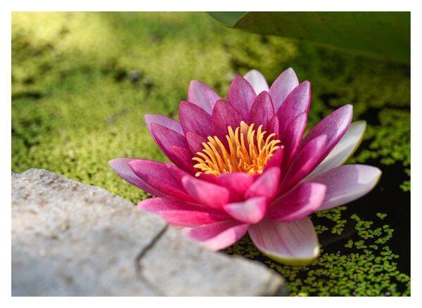 Tablou pe sticlă - Lotus (70x50 cm)