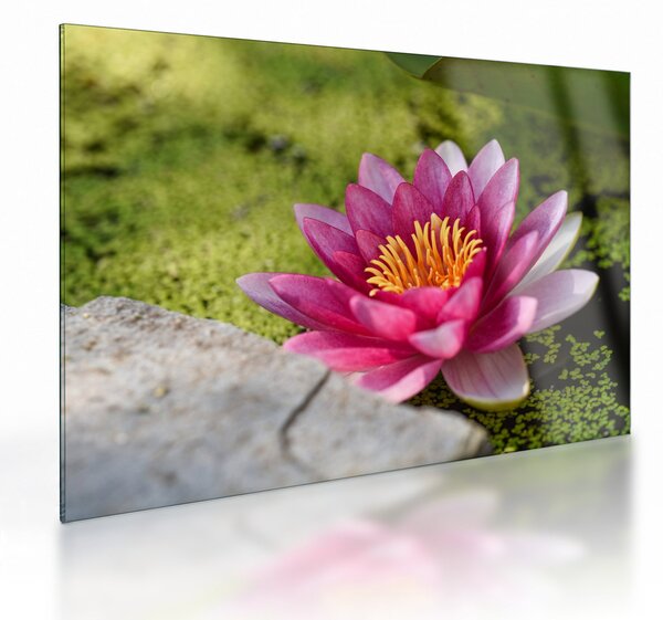 Tablou pe sticlă - Lotus (70x50 cm)