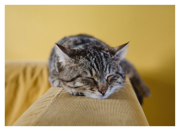 Tablou pe sticlă cu pisica pe fotoliu (70x50 cm)