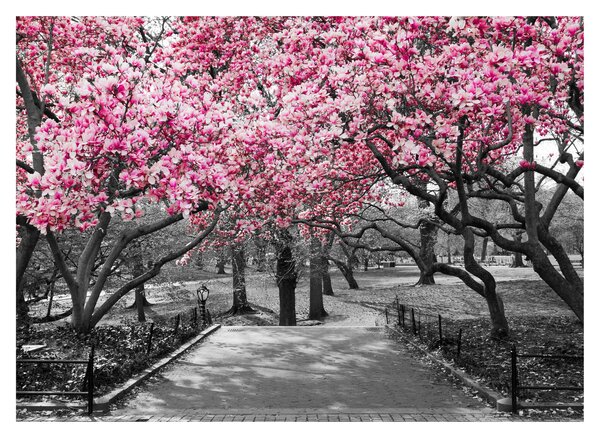 Tablou pe sticlă copacului magnolie (70x50 cm)