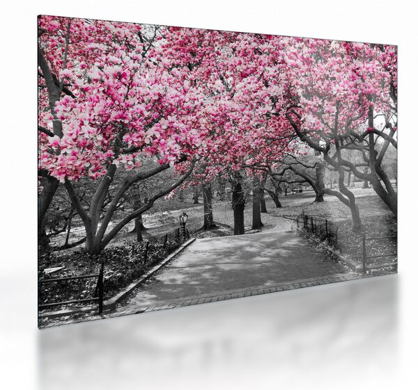 Tablou pe sticlă copacului magnolie (70x50 cm)